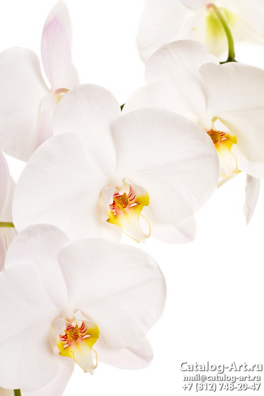 картинки для фотопечати на потолках, идеи, фото, образцы - Потолки с фотопечатью - Белые орхидеи 13